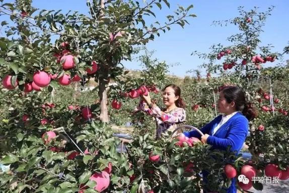 甘肅靈臺縣：蘋果紅了，果農(nóng)的錢袋子鼓了